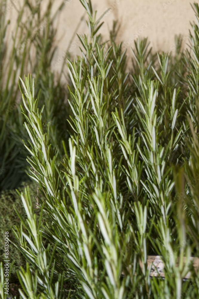 Fototapeta premium green, scented and fresh rosemary