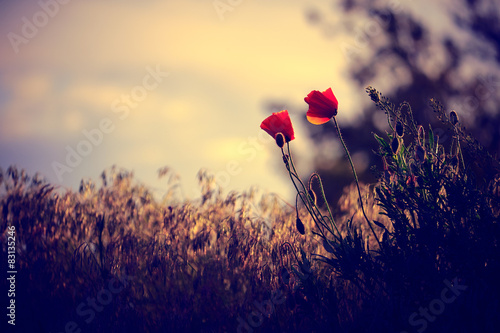 Fototapeta Naklejka Na Ścianę i Meble -  Poppies on the spring meadow
