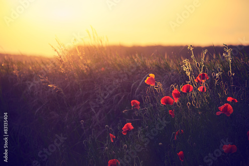 Fototapeta Naklejka Na Ścianę i Meble -  Poppies on the spring meadow