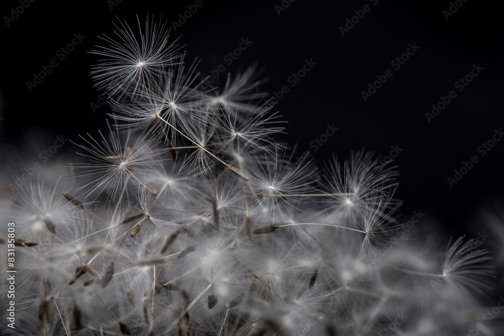 Fototapeta premium Macro dandelion seed.