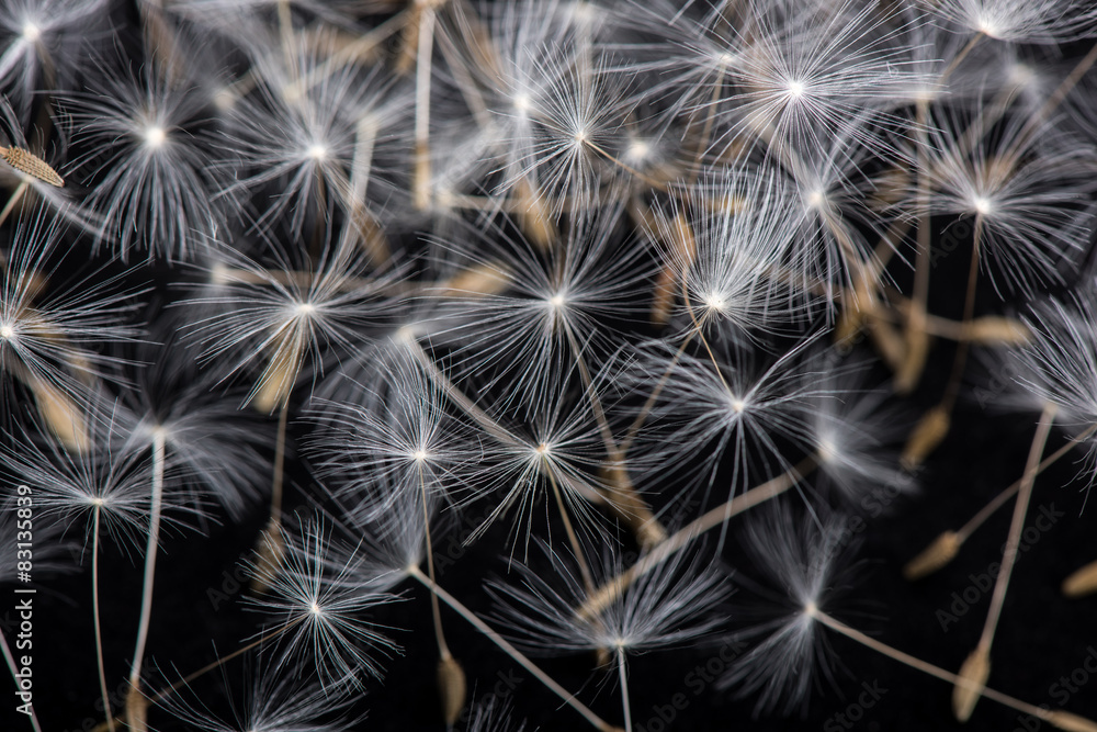 Naklejka premium Dandelion seeds. Many dandelion seeds, close- up flower seeds.