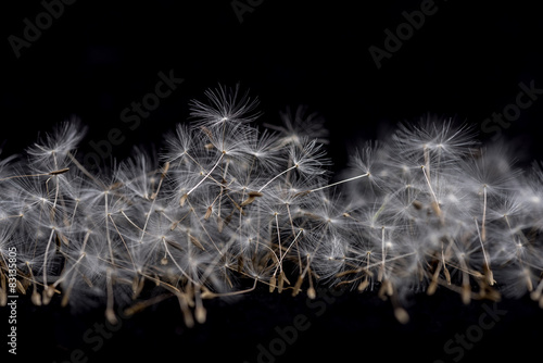 Fototapeta Naklejka Na Ścianę i Meble -  Dandelion seeds. Many dandelion seeds, close- up flower seeds.