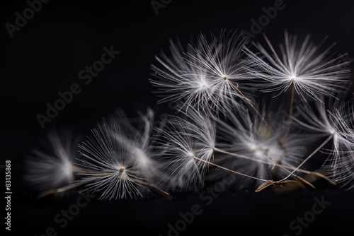 Fototapeta Naklejka Na Ścianę i Meble -  Dandelion seeds. Many dandelion seeds, close-up flower seeds.