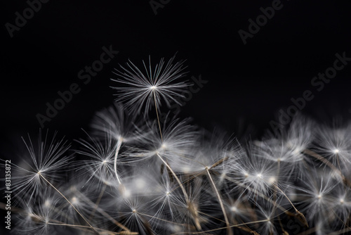Fototapeta Naklejka Na Ścianę i Meble -  Macro dandelion seed. Many dandelion seeds, close-up flower seeds.