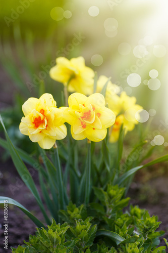 Fototapeta Naklejka Na Ścianę i Meble -  beautiful blooming daffodils outdoors
