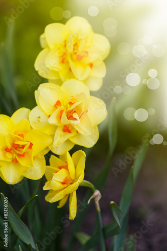Fototapeta Naklejka Na Ścianę i Meble -  beautiful blooming daffodils outdoors