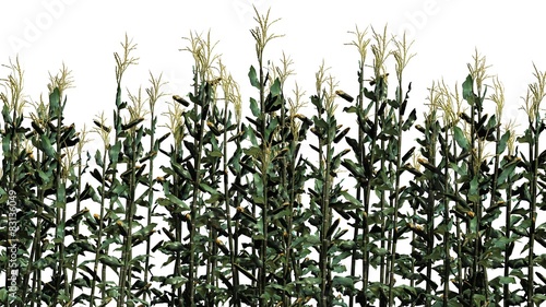 Fototapeta Naklejka Na Ścianę i Meble -  corn plants - isolated on white background