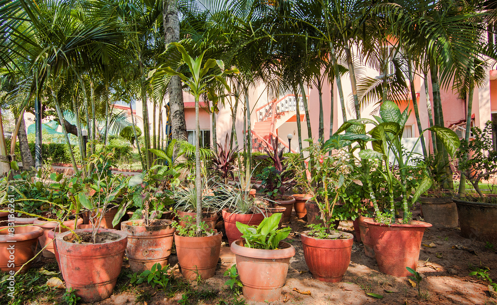 Many clay pots with tropical plants and flowers in a garden
