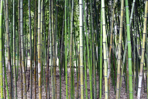Bamboo forest in a public Park