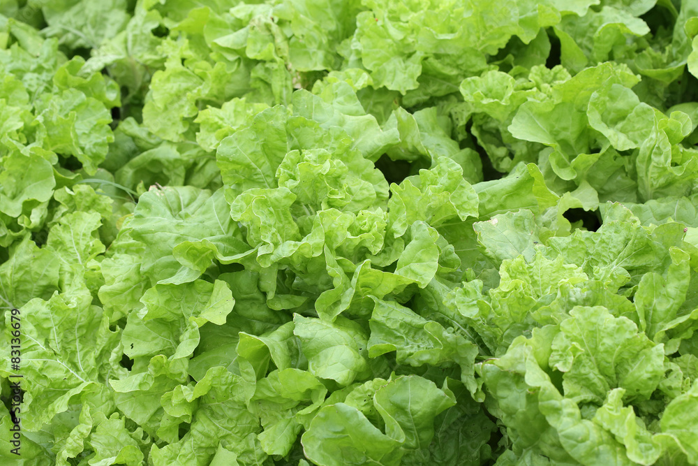 green lettuce vegetable of hydroponic cultivation green lettuce vegetable of hydroponic cultivation