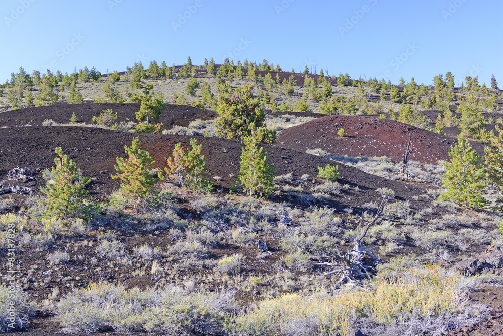 Fototapeta premium New Vegetation on a Volcanic Landscape