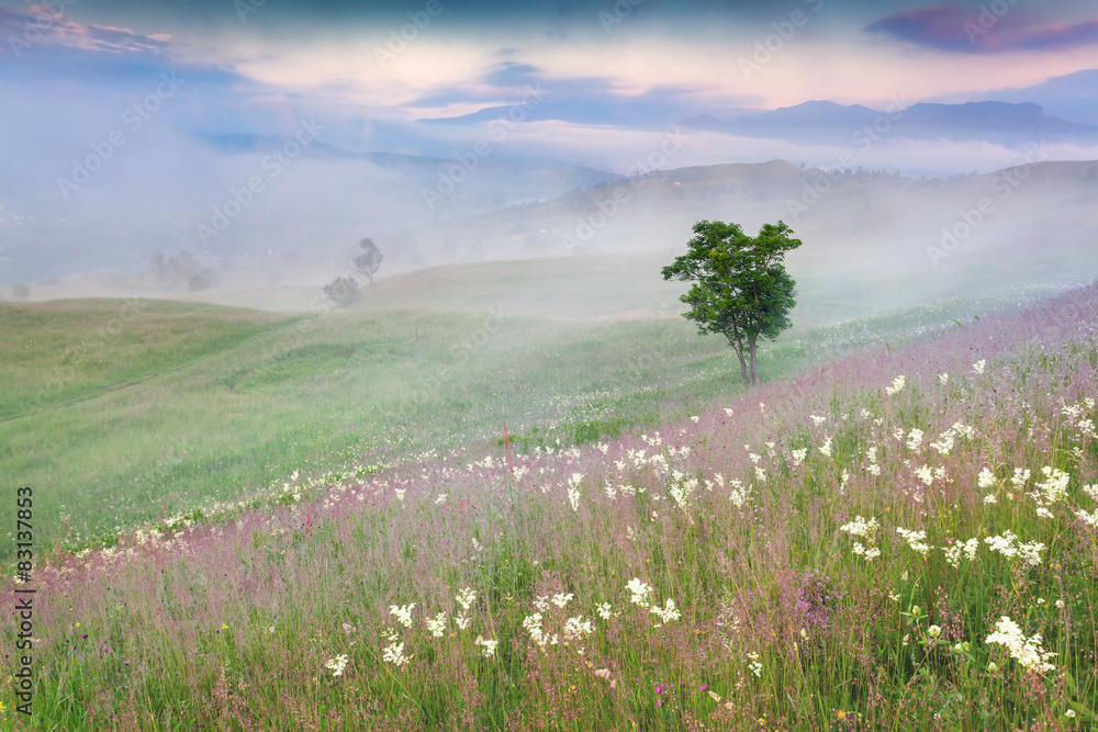 Naklejka premium Foggy summer morning in the mountains.