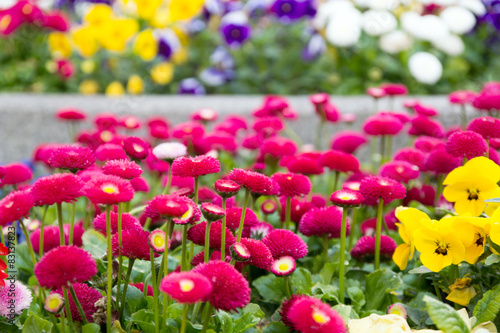 Daisies / beautiful Daisies in a flower bed