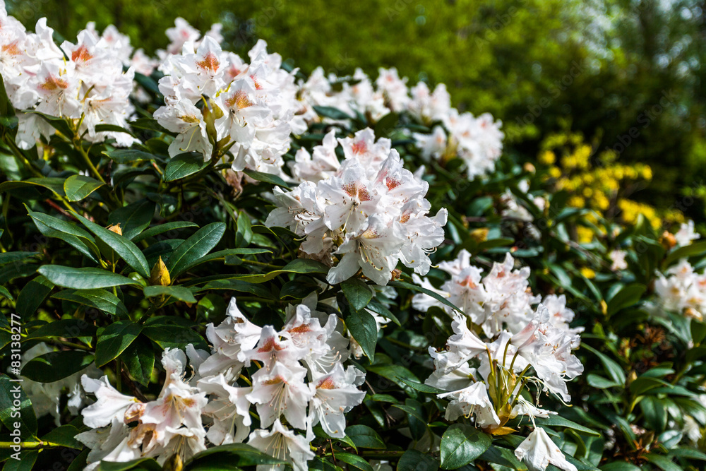 Rhododendorn Rhododendorn