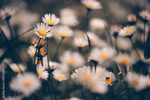 Fototapeta Naklejka Na Ścianę i Meble -  Chamomile flowers macr on sping meadow