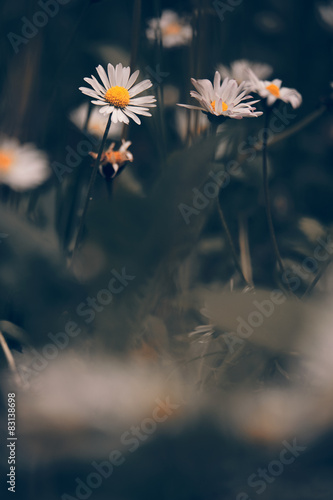 Fototapeta Naklejka Na Ścianę i Meble -  Chamomile flowers macr on sping meadow