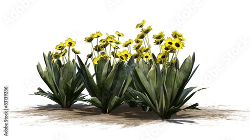 Wallpaper Mural Frailejon plant - isolated on white background Torontodigital.ca