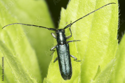 Agapanthia violacea / flat-faced longhorn beetle in natural habitat photo