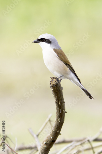 a male Red-backed Shrike in natural habitat (Lanius collurio) 
