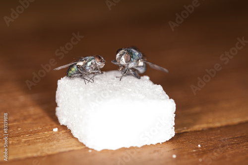 two flies eat sugar photo