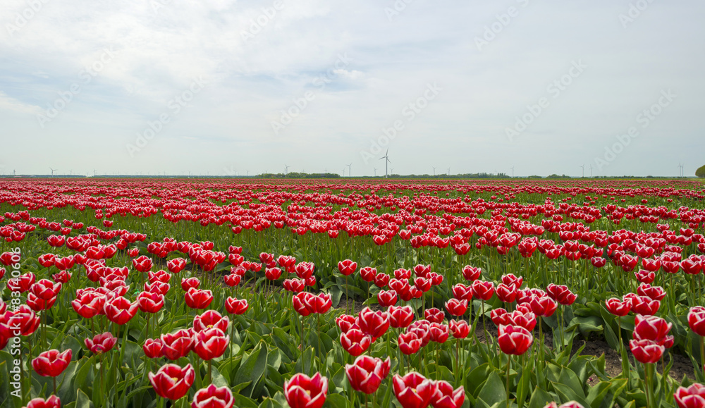 Cultivation of tulips on a field in spring