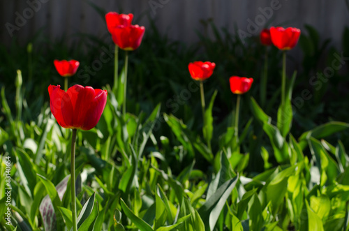 There are many red tulips