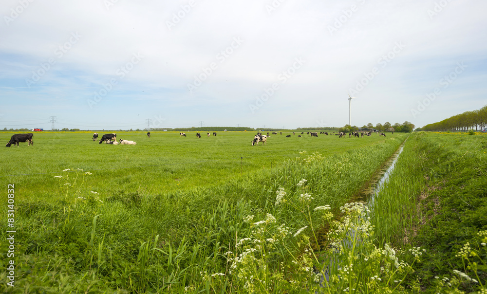 Fototapeta premium Herd of grazing cows in a meadow in spring