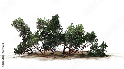 Greenleaf Manzanita shrubs - isolated on white background