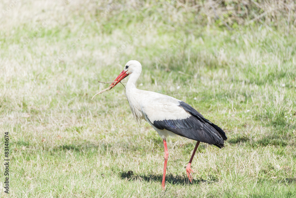 write stork, ciconia ciconia write stork, ciconia ciconia