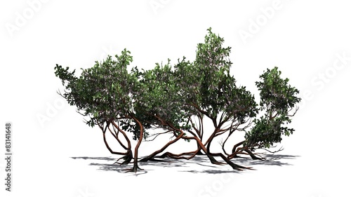 Greenleaf Manzanita shrubs - isolated on white background photo