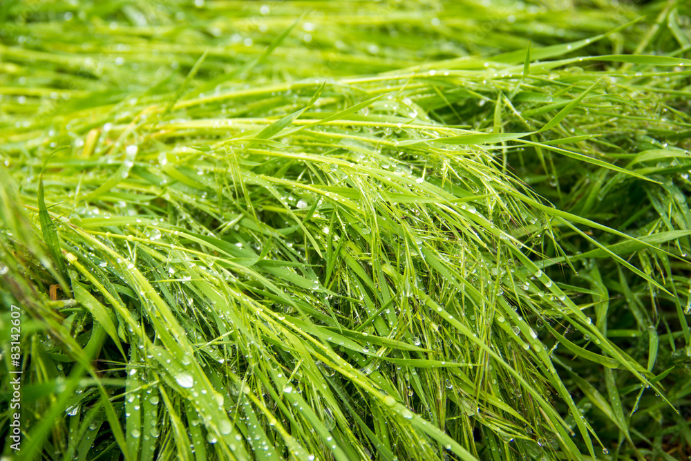 Spring, green grass with dew drops Spring, green grass with dew drops