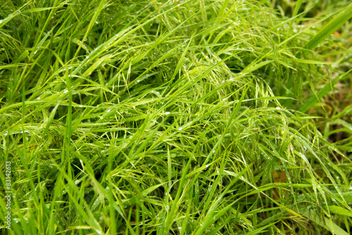 Spring, green grass with dew drops