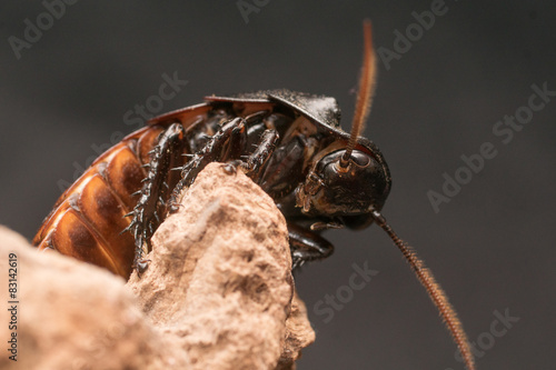 Madagaskar Fauchschabe 2