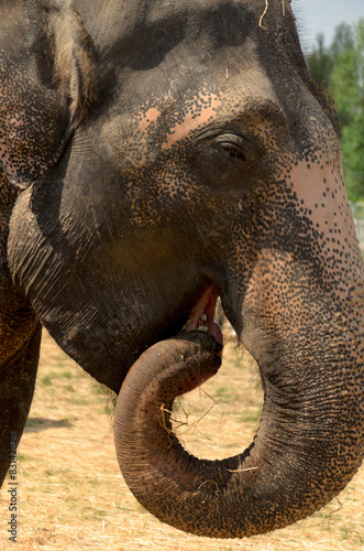 Asian elephant, Lat. Elephas Maximus. is bent trunk