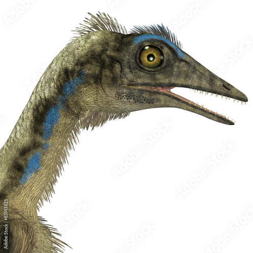 Archaeopteryx Dinosaur Head photo