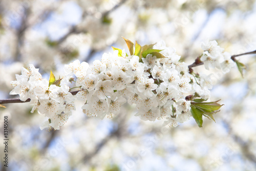 Spring flowering of tree branch. Selective focus