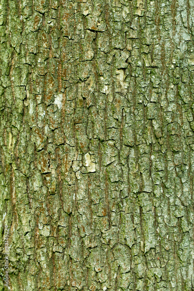 wood texture wood texture