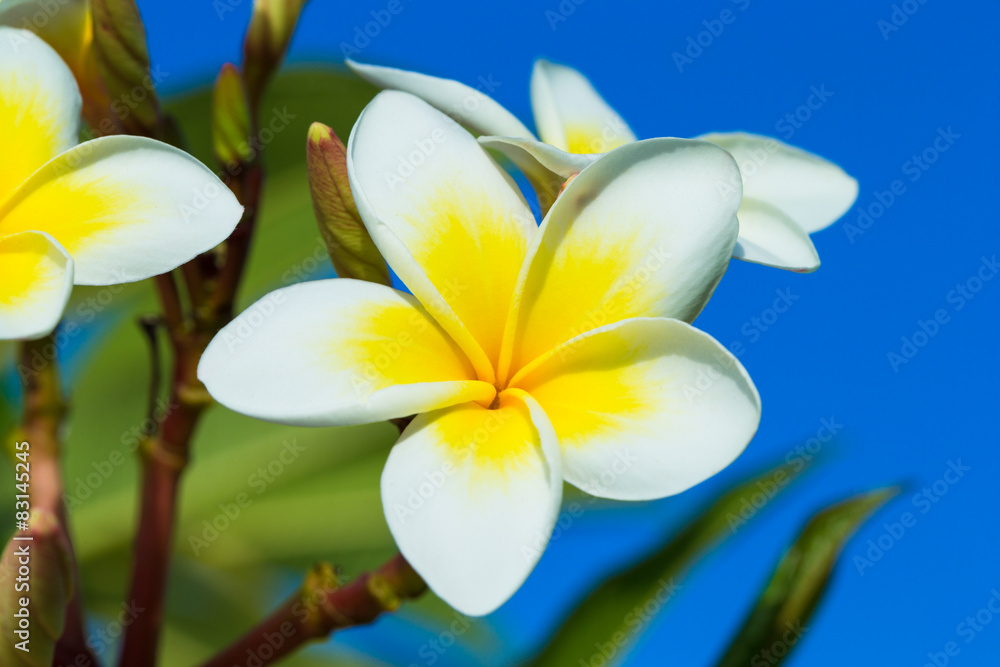 Fototapeta premium Frangipani flowers