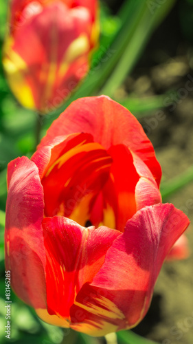 Tulip