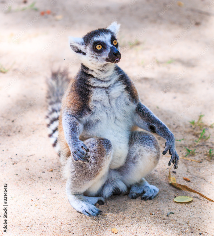 Fototapeta premium Ring-tailed lemur or Lemur catta