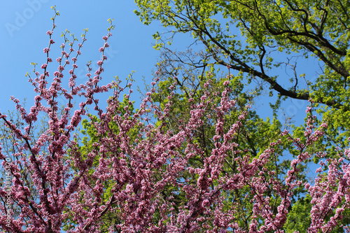 Branches covered by pink flowers with green trees and blue sky