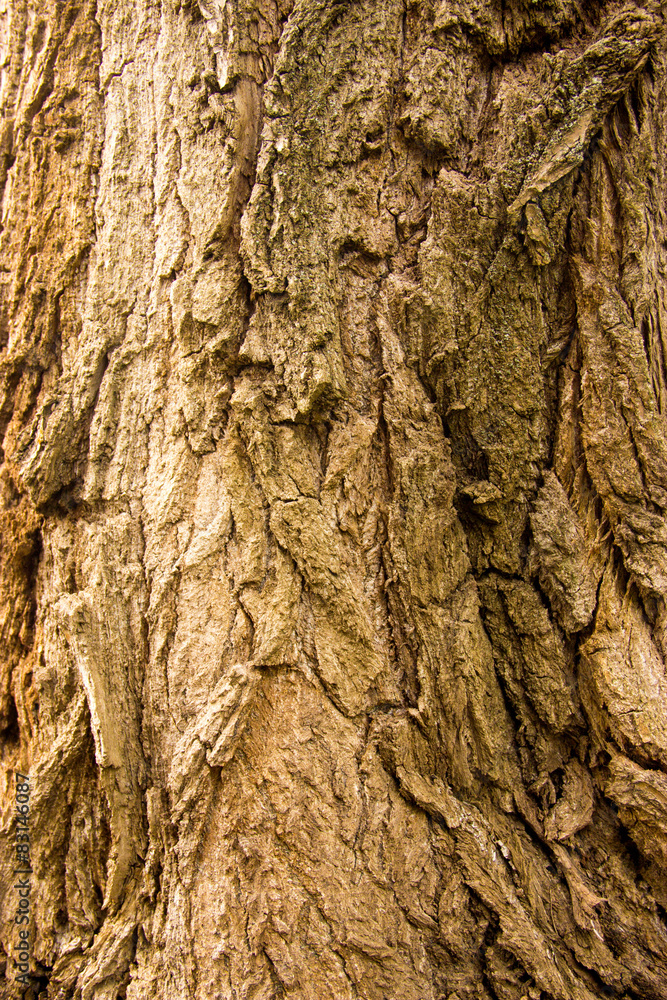 Obraz premium wood, bark, wood structure, cut down a tree
