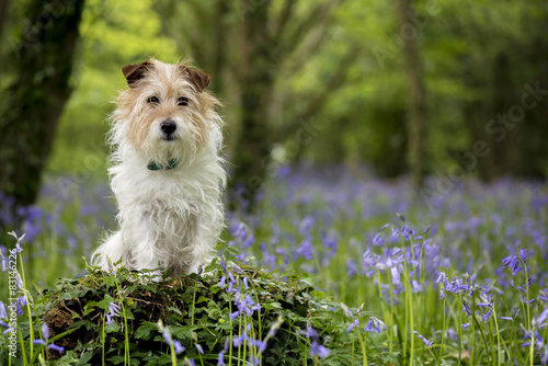 Jack Russell Terrier in the bluebell woods, Cornwall, UK
