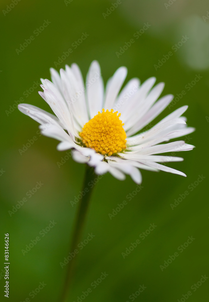 Fototapeta premium Bellis perennis