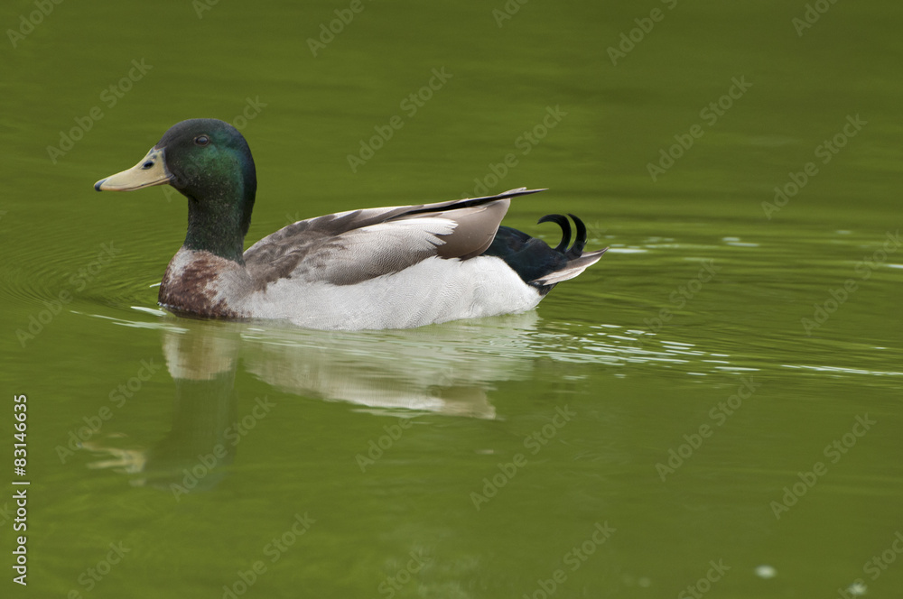 Obraz premium Cute duck