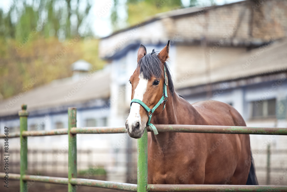 Obraz premium horse in the paddock