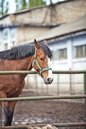 Fototapeta Naklejka Na Ścianę i Meble -  horse in the paddock