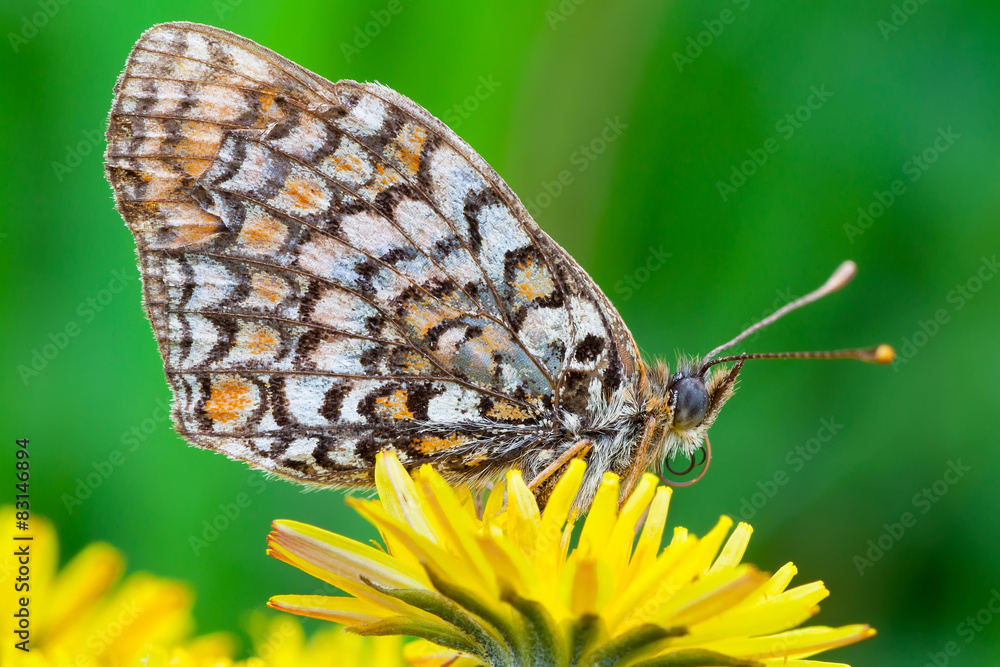Obraz premium Melitaea athalia