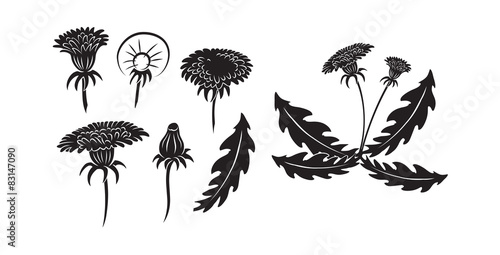  dandelion flower