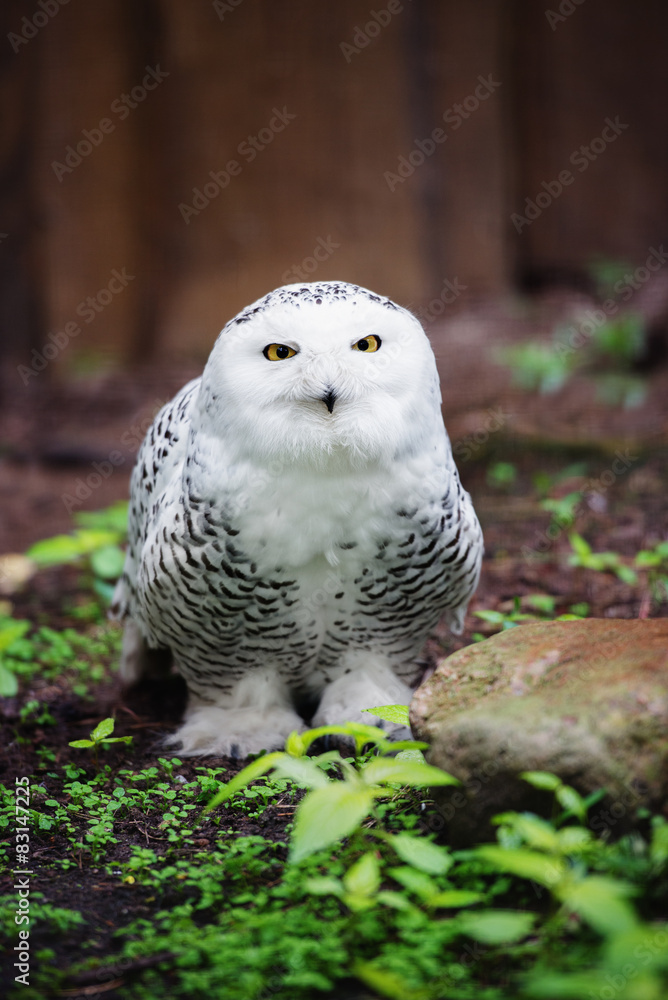 snowy owl snowy owl